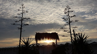 Silhouette of agave plants and thatched roof against dramatic sunset sky