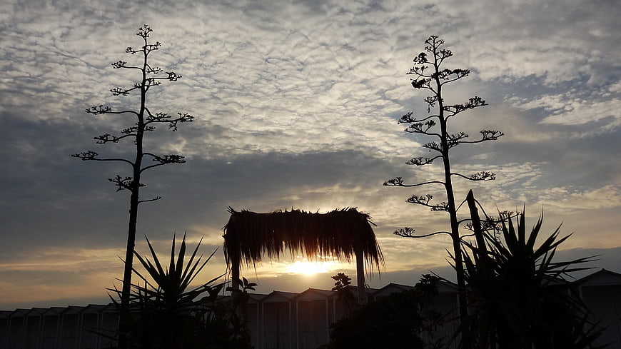 Silhouette of agave plants and thatched roof against dramatic sunset sky