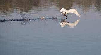 White Swan Taking Flight from Calm Water with Reflection