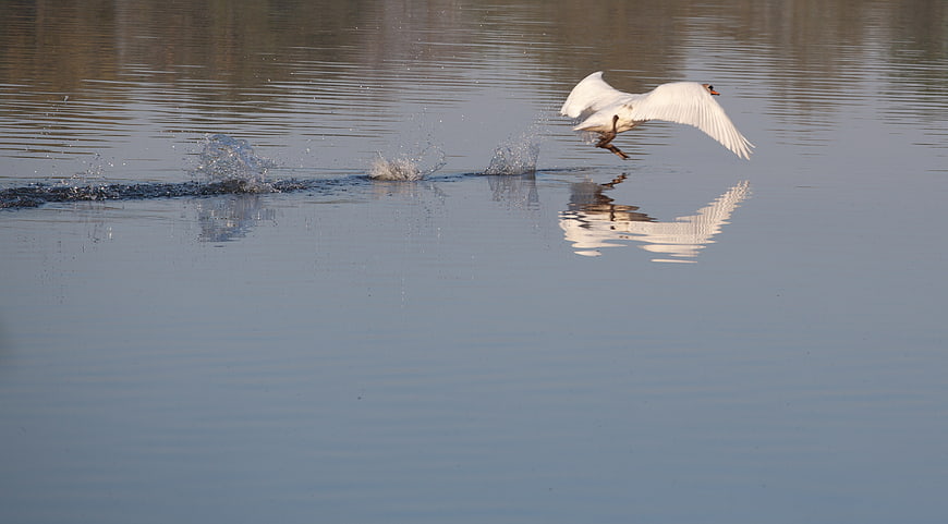 White Swan Taking Flight from Calm Water with Reflection