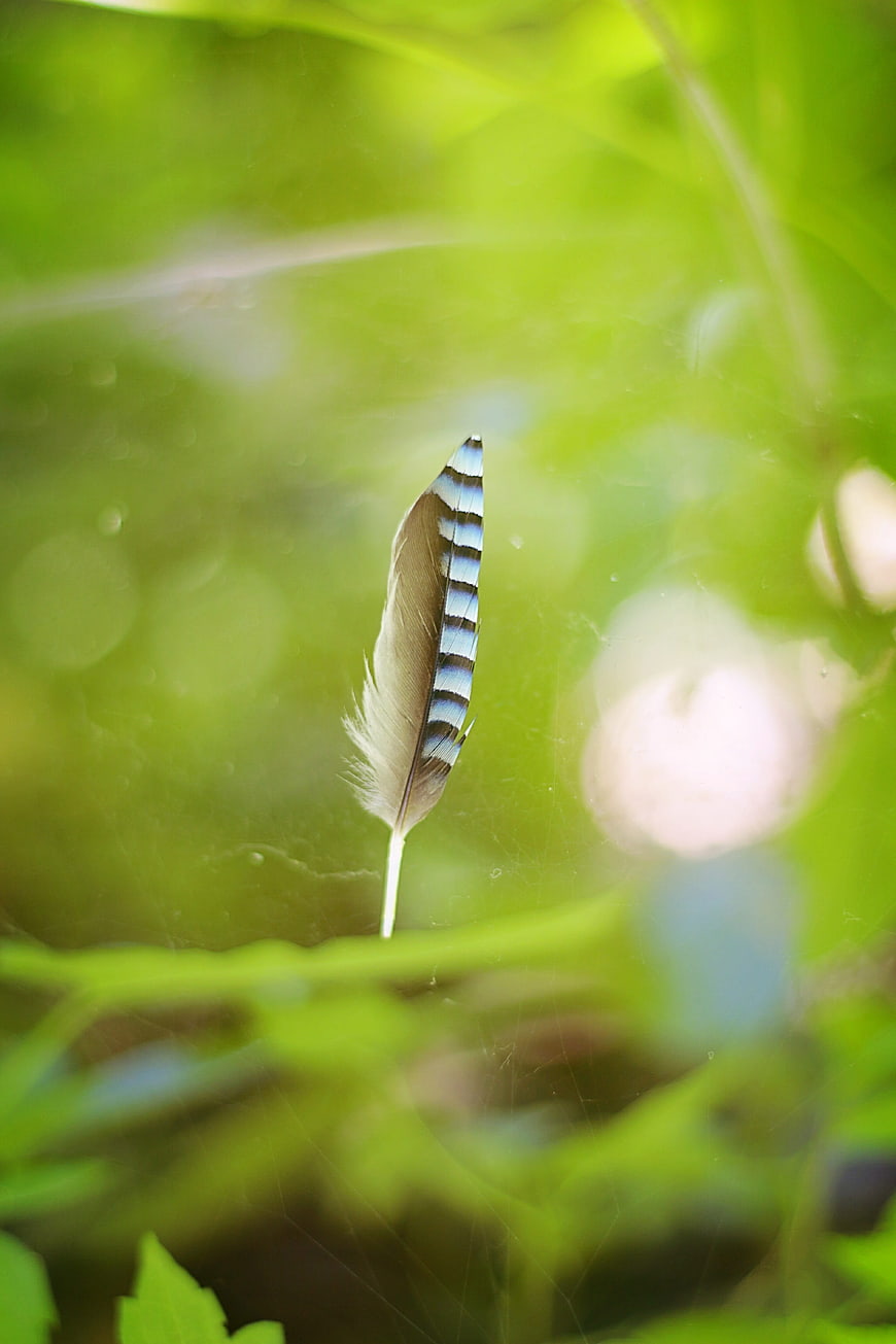 Blue and white striped feather in spider web nature macro