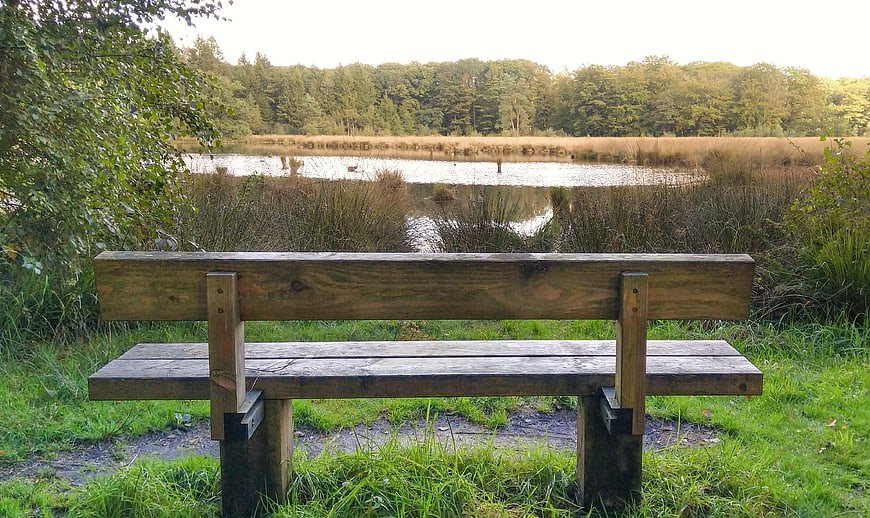 Wooden park bench facing a serene lake and forest