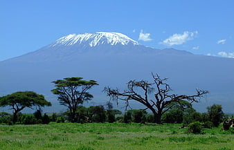 Snow-capped Mount Kilimanjaro with acacia trees in African savannah