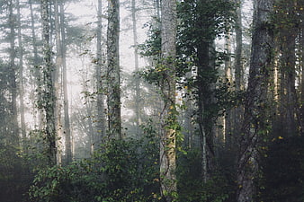 Misty forest with tall trees and morning fog