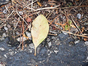 Fallen Yellow Leaf on Concrete with Pine Needles