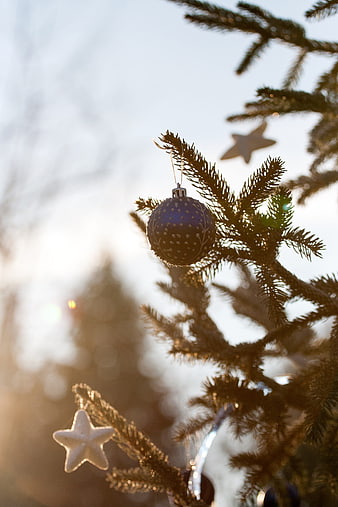 Blue Christmas Ornament on Pine Branch with Star in Golden Sunlight