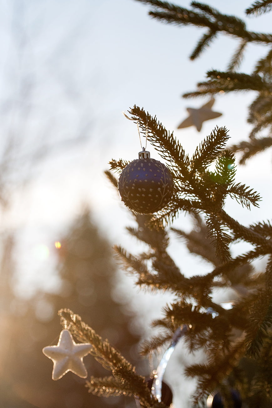 Blue Christmas Ornament on Pine Branch with Star in Golden Sunlight