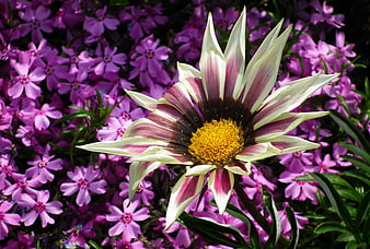 Gazania Flower Close-Up with Purple Phlox Background