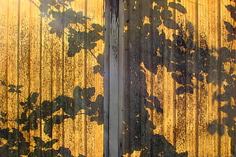 Leaf Shadows on Yellow Corrugated Metal Wall
