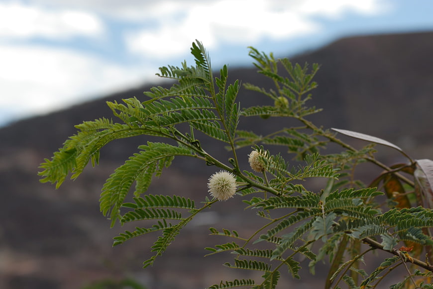 Close-up of Albizia Flower with Green Leaves and Mountain Background