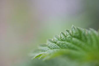 Close-up of a green nettle leaf edge with soft background