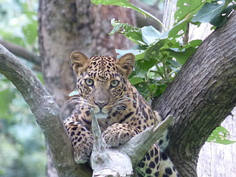 Leopard resting in a tree with intense gaze