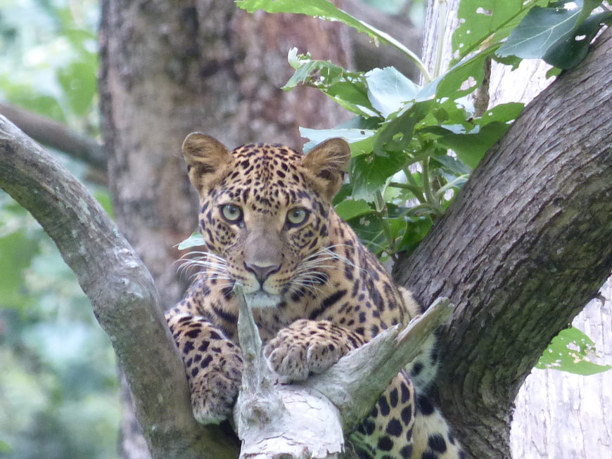 Leopard resting in a tree with intense gaze