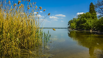 Serene Lake Landscape with Reeds and Blue Sky