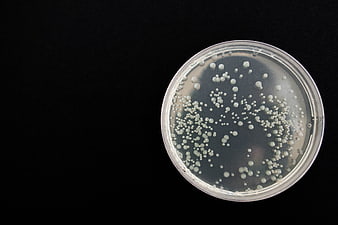 Bacterial colonies in petri dish on black background