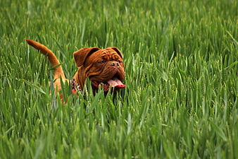 Happy Dog Panting in Tall Green Wheat Field