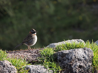Red-throated Pipit Bird Perched on Rocky Outcrop