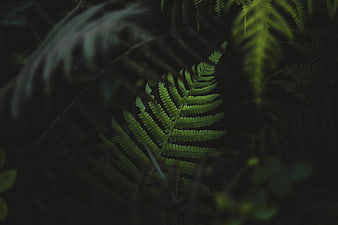 Dark moody close-up of a green fern leaf in a forest
