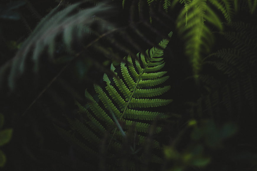 Dark moody close-up of a green fern leaf in a forest