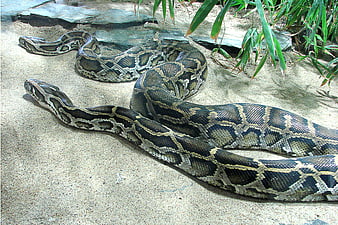Large reticulated python resting on sandy ground