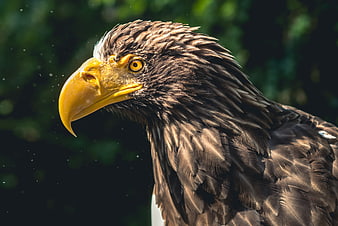 Close-up portrait of a majestic white-tailed eagle head