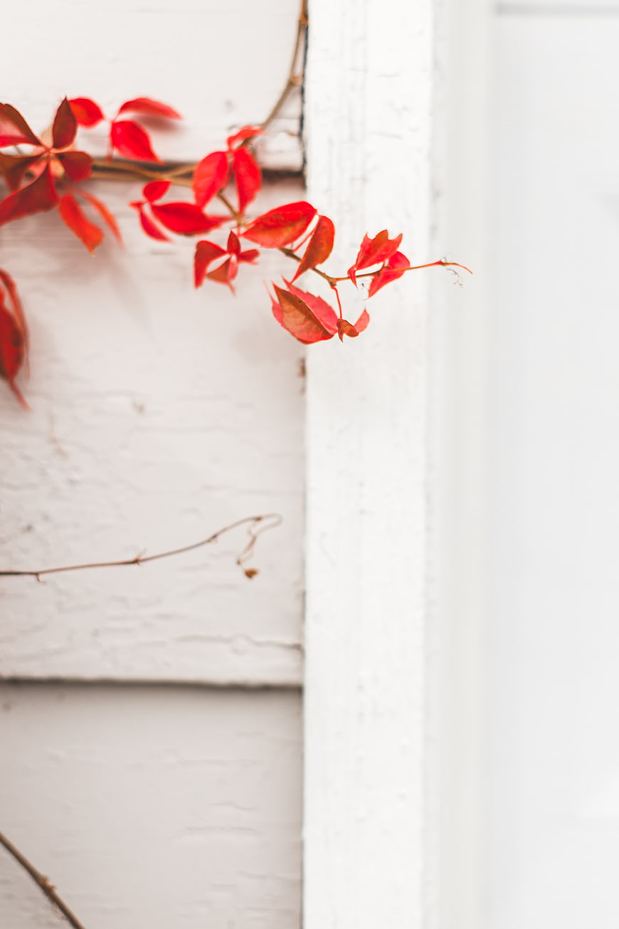 Red autumn leaves on white textured wall with copyspace