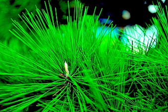 Vibrant Green Pine Needles Close-Up with Bokeh Background