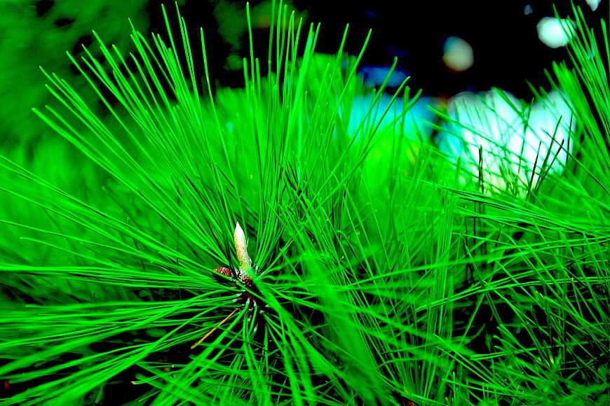 Vibrant Green Pine Needles Close-Up with Bokeh Background