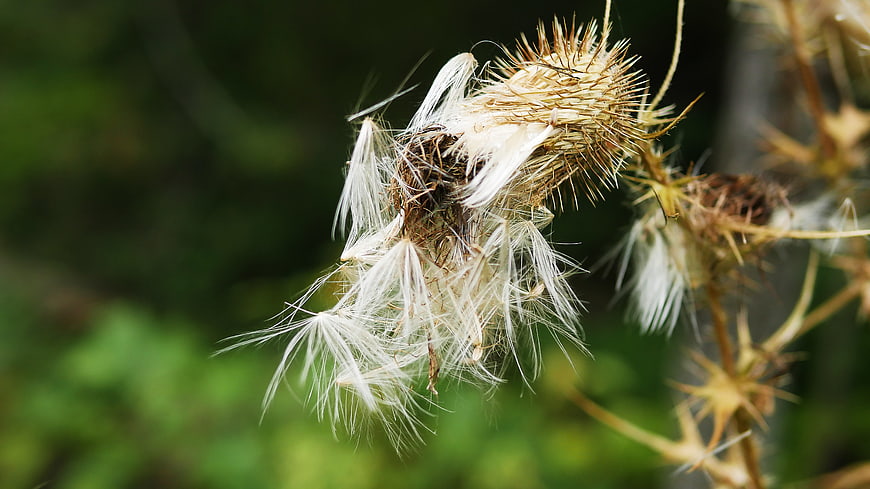 Close-up of a dried thistle seed head with white pappus