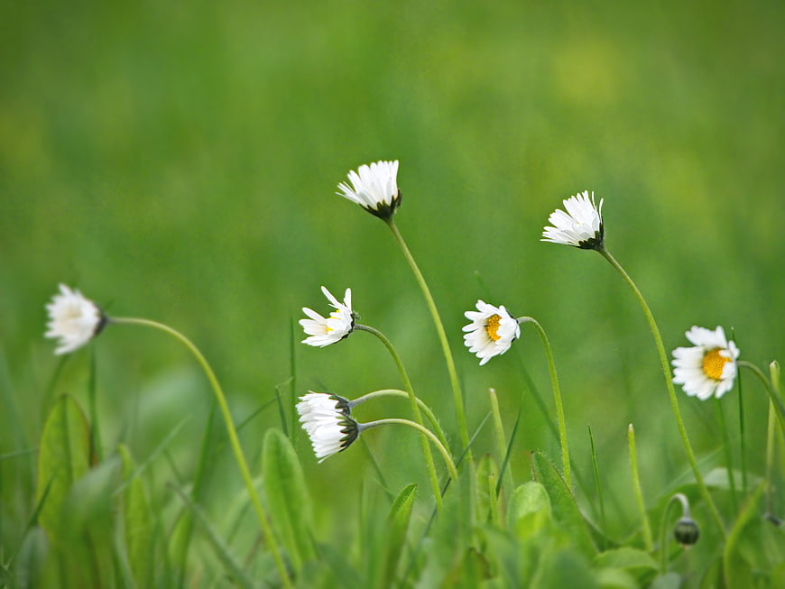 White Daisies Blooming in Green Meadow