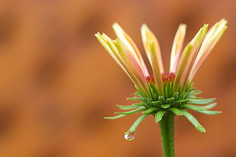 Close-up of a blooming flower bud with a water droplet