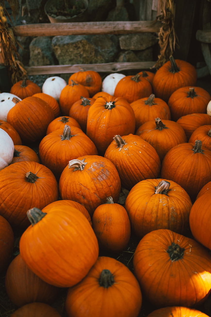 Pile of orange pumpkins and white gourds for autumn harvest