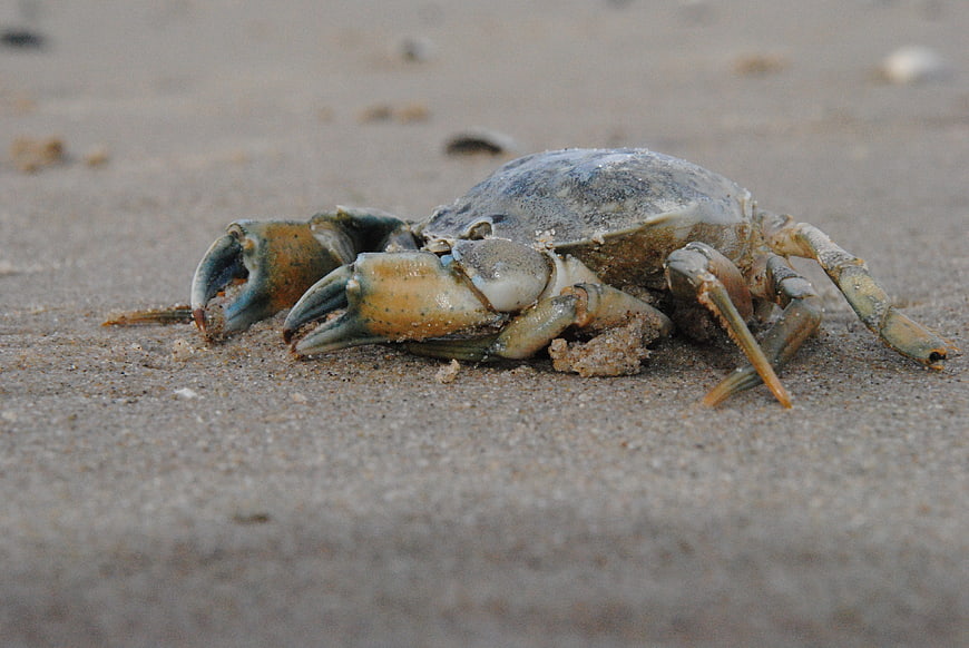 Close-up of a crab on sandy beach