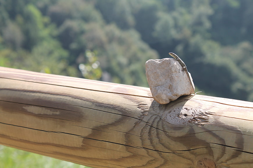 Small lizard basking on a stone atop a wooden railing