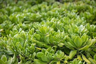 Close-up of lush green succulent leaves in a garden