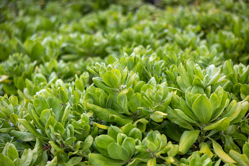 Close-up of lush green succulent leaves in a garden