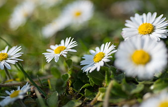 Close-up of white daisies with yellow centers in green grass