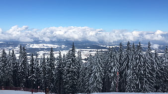 Snowy Pine Forest Landscape with Clouds and Mountains