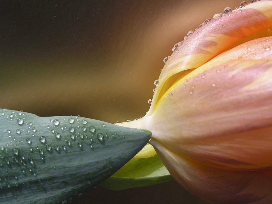 Close-up of Tulip Bud with Water Droplets