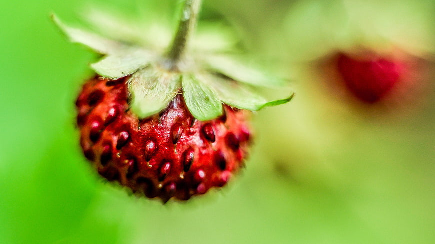 Close-up of a fresh red strawberry with green leaves