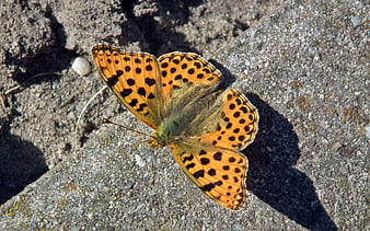Orange Fritillary Butterfly Resting on Rough Stone Surface
