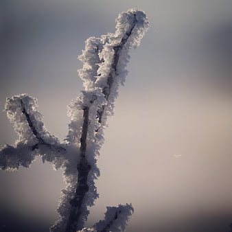 Frosty Branch Silhouette Against Soft Winter Sky