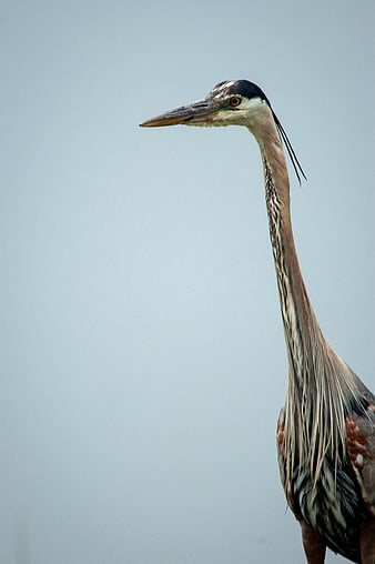 Great Blue Heron Portrait Against Blue Sky