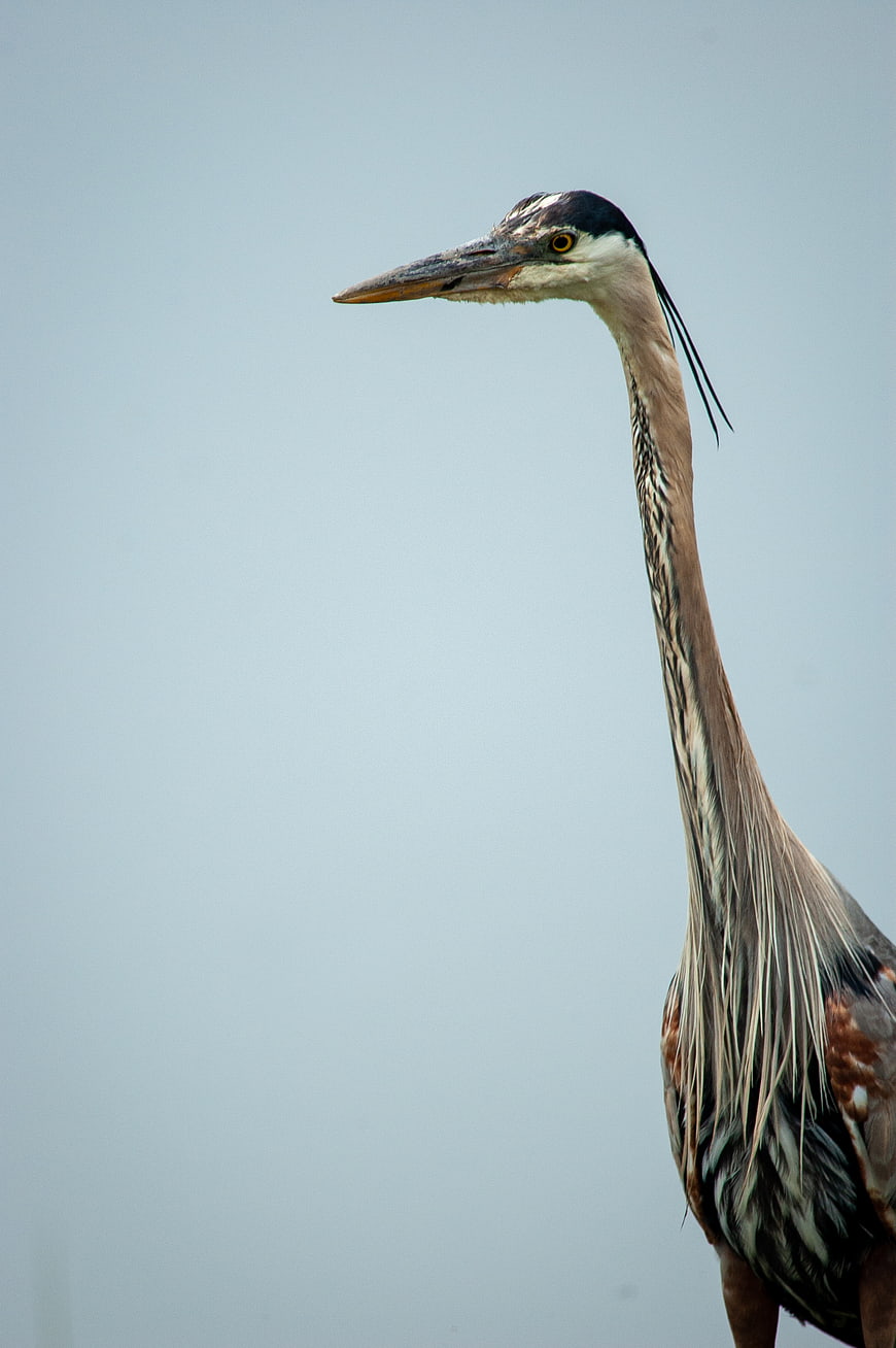 Great Blue Heron Portrait Against Blue Sky