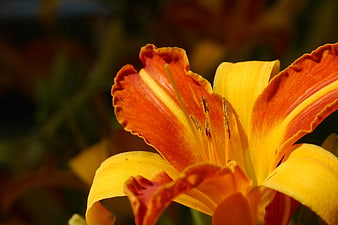 Close-up of vibrant orange and yellow daylily flower