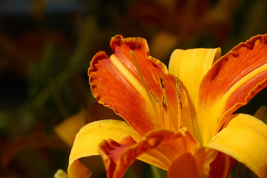 Close-up of vibrant orange and yellow daylily flower