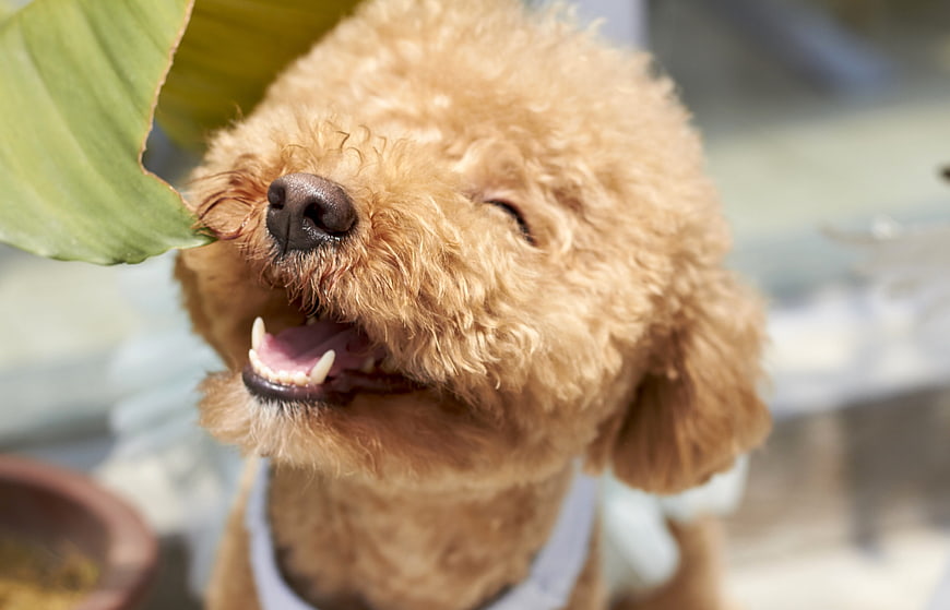 Happy brown poodle puppy smiling outdoors with leaf