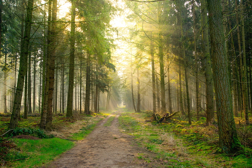 Sunlit Forest Path With Rays Of Light And Misty Atmosphere