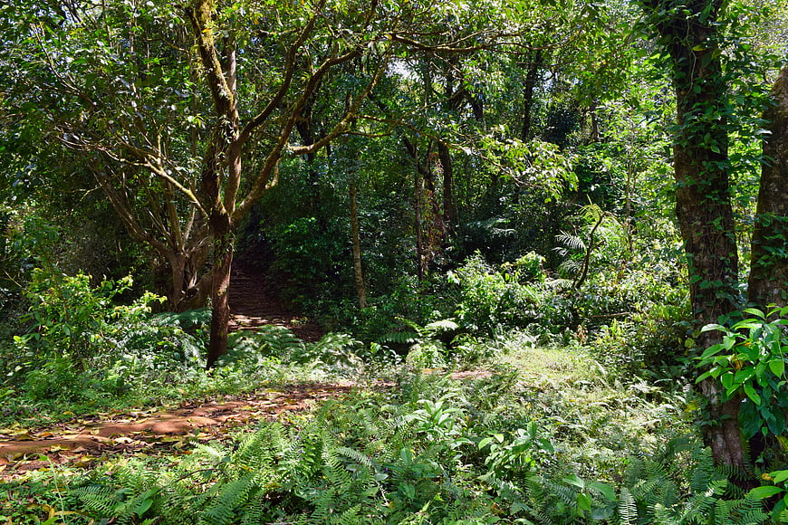 Sunlit Path Through Dense Shola Forest in Western Ghats