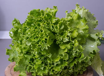 Fresh Green Leafy Lettuce on Wooden Board